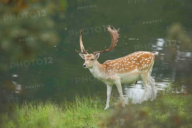 Male fallow deer (Dama dama) on the shore, lake, landscape, Amsterdamse Waterleidingduinen, Amsterdam water pipe dunes, North Holland, Netherlands