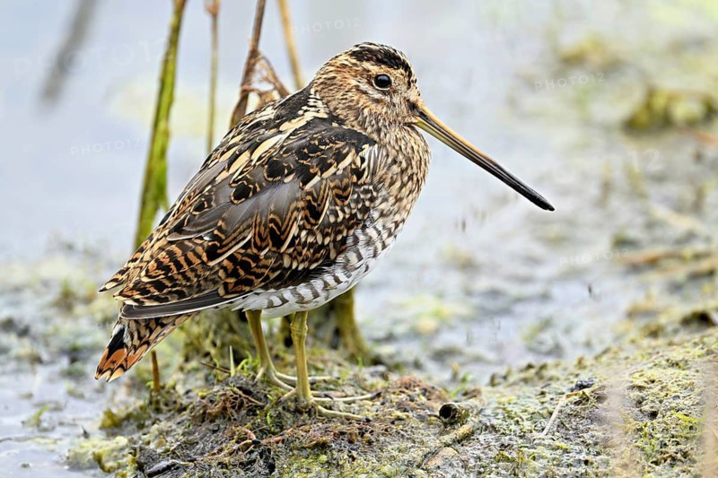 Common snipe (Gallinago gallinago), Switzerland