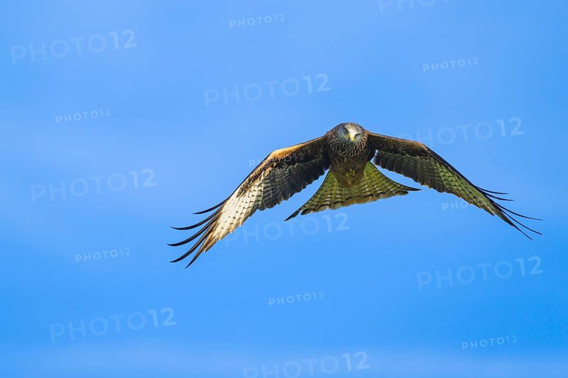 Red Kite, Milvus milvus, bird in flight