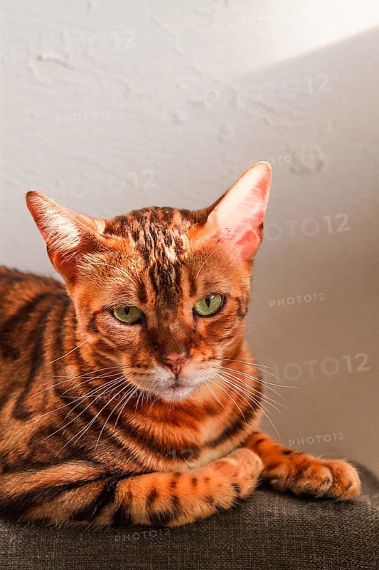 Ginger cat, Bengali breed, resting, on the couch, under the sun, vertical, no people