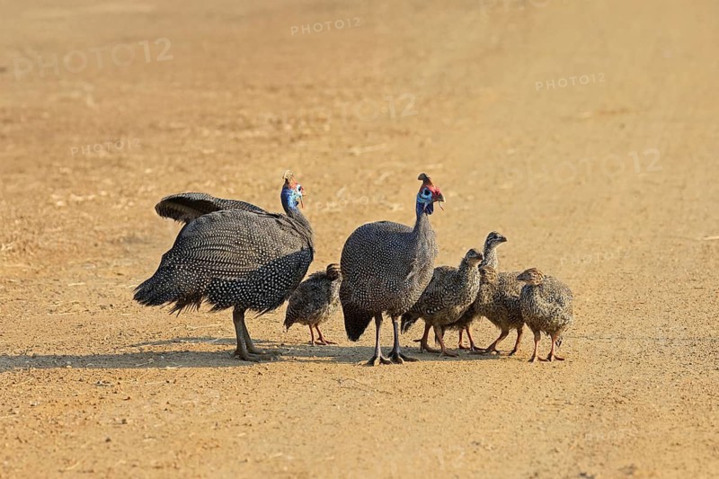 Helmeted guinea fowl (Numida meleagris), group, adult, juveniles, chicks, alert, foraging, on track, Pilanesberg National Park, North West Province, South Africa