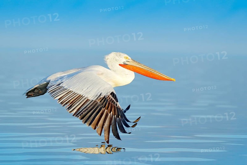 Bird landing to the blue lake water. Bird fly. Dalmatian pelican, Pelecanus crispus, landing in Lake Kerkini, Greece. Pelican with open wings. Wildlife scene from European nature