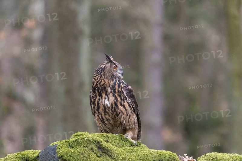 One Eurasian Eagle Owl, Bubo bubo, perched on a mossy rock. A forest in the background