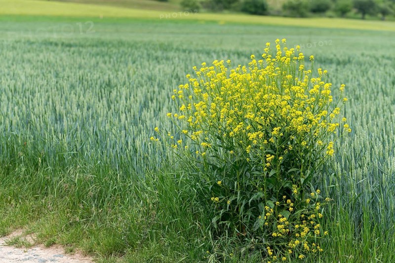 Brassicaceae, bunias orientalis, alien plant, smooth grouper, cruciferous vegetable, neobiota, neophyte, oriental grouper, problem plants, turkish rocket, turkish wartycabbage, turkish arugula, spike, spike, flora, hill mustard, invasive species, plants, warty cabbage