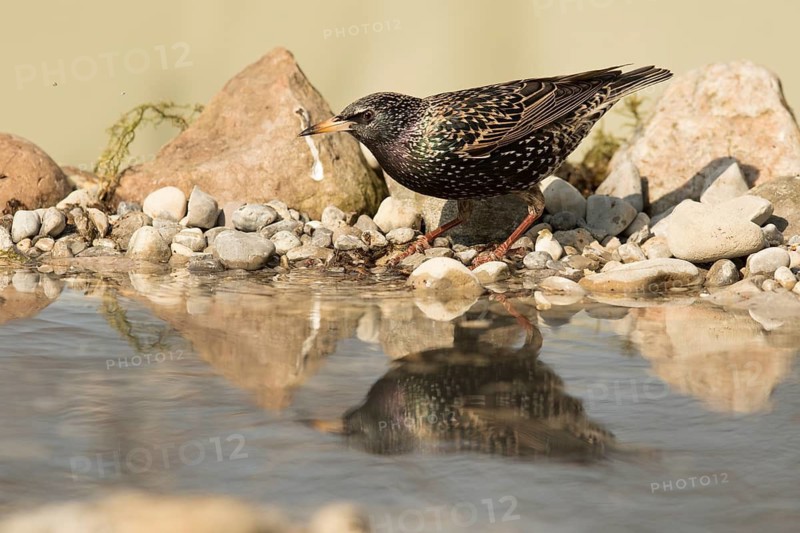 Common Starling (Sturnus vulgaris) female at waterhole, Bavaria, Germany