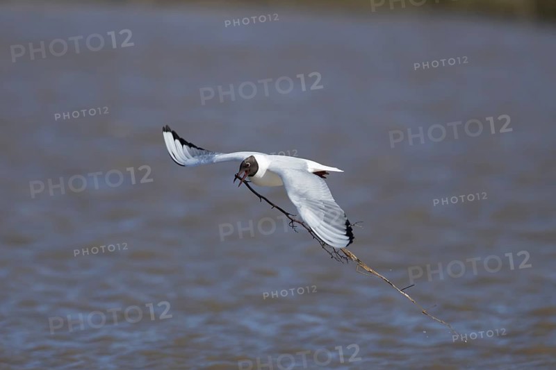 Black headed gull (Chroicocephalus ridibundus) adult seagull bird carrying nesting material in its beak over a lagoon in spring, RSPB Titchwell nature reserve, Norfolk, England, United Kingdom