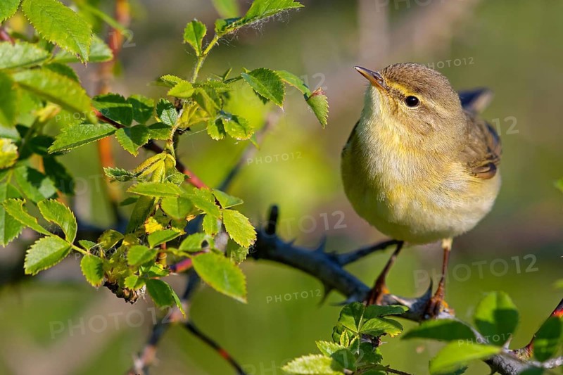 Willow Warbler, Willow Warbler, Phylloscopus trochilus, Pouillot fitis, Mosquitero Musical, Bad Dürkheim district, Erpolzheim, Rhineland-Palatinate, Germany