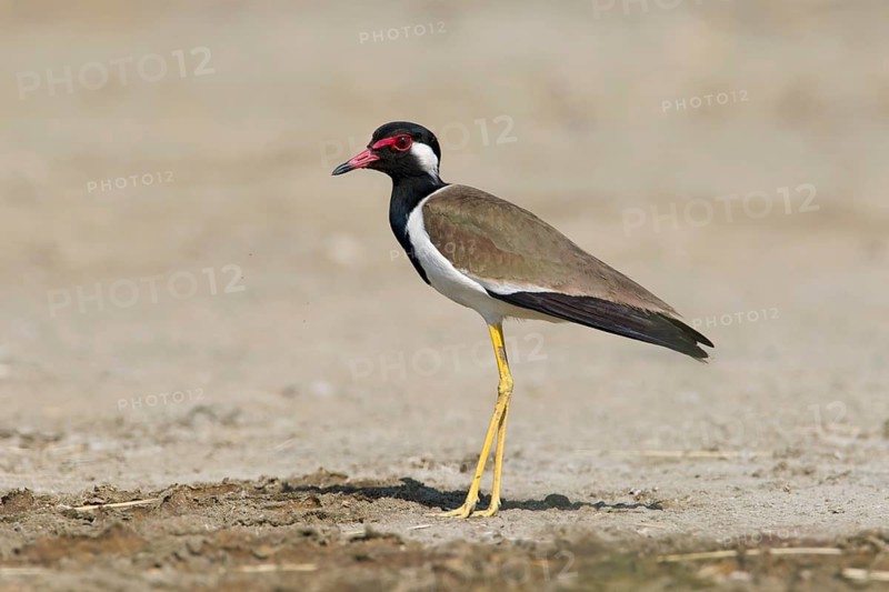 Red-wattled Lapwing (Vanellus indicus), Phetchaburi, Thailand