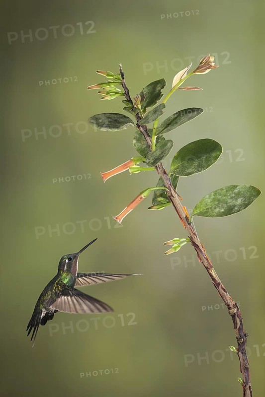 Purple-throated Mountaingem (Lampornis calolaemus) female flying while feeding at a flower, Costa Rica