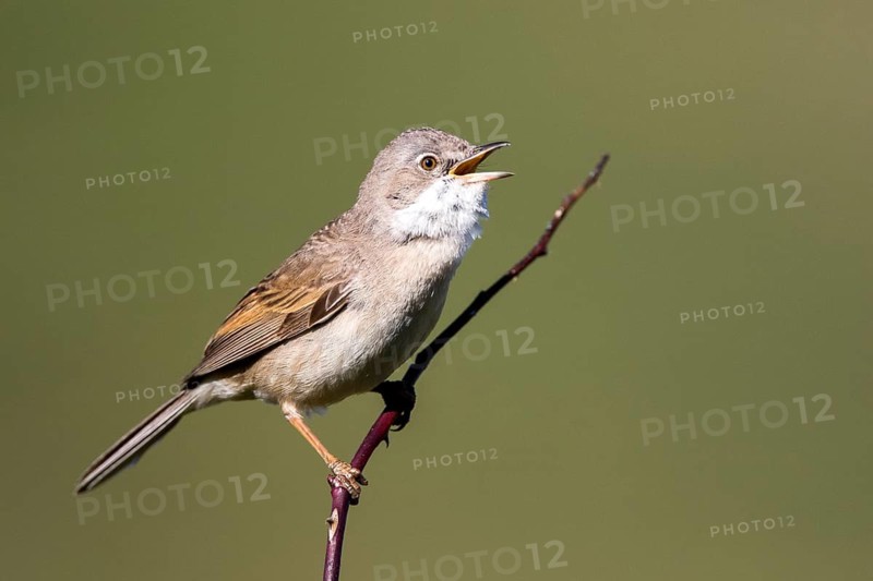 Common Whitethroat (Sylvia communis) male singing, perched on a branch, Madrid, Spain
