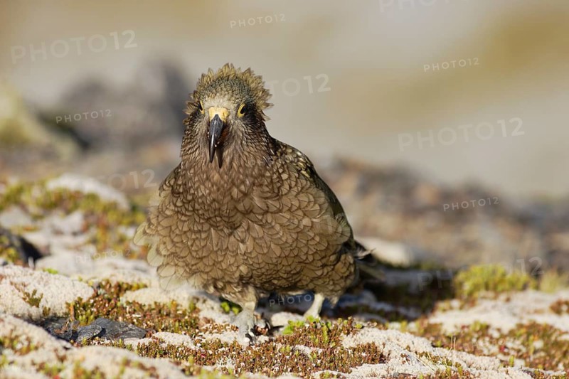Kea (Nestor notabilis)