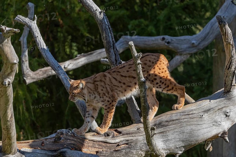One Eurasian lynx, (Lynx lynx), walking down a fallen tree. Side view with green vegetation in the background