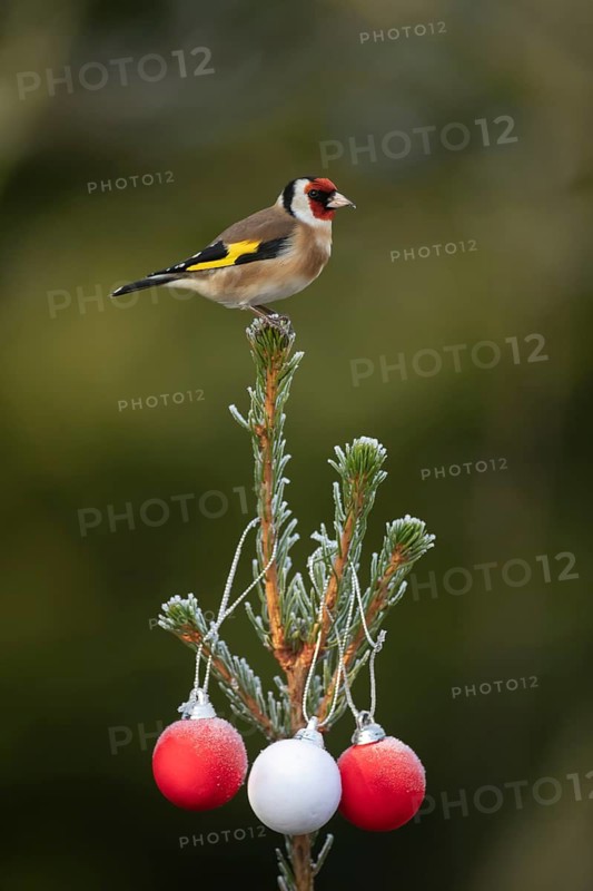 European goldfinch (Carduelis carduelis) adult bird on a Christmas tree in winter, Suffolk, England, United Kingdom