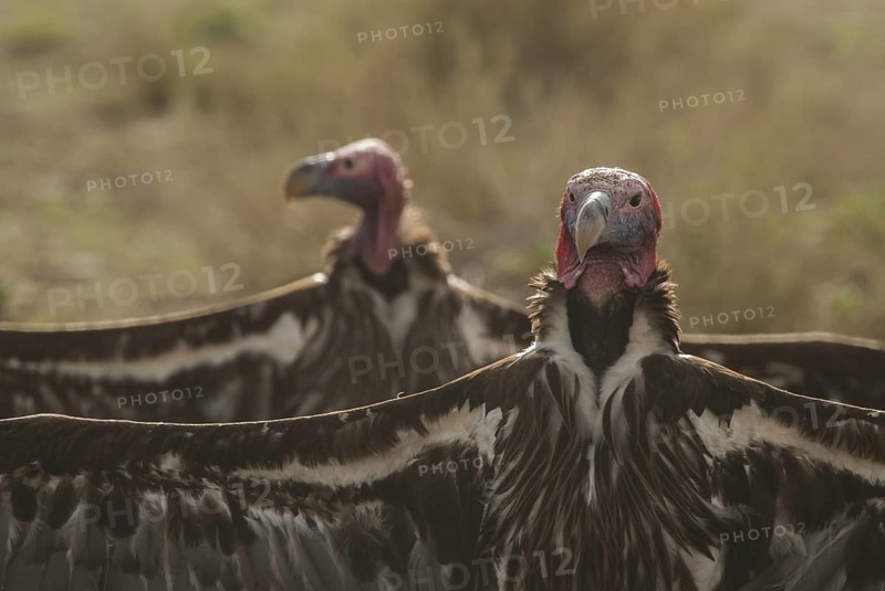 Lappet-faced Vulture (Torgos tracheliotos), Northern Cape, South Africa