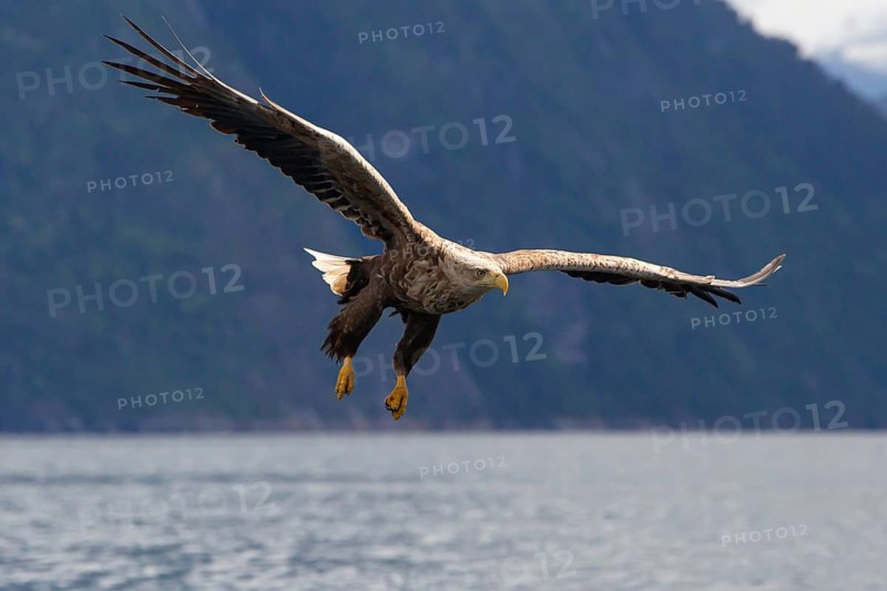 White-tailed eagle (Haliaeetus albicilla) fishing, Norway