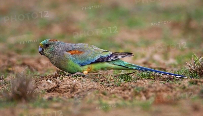 Mulga Parrot (Psephotellus varius) female foraging, Queensland, Australia
