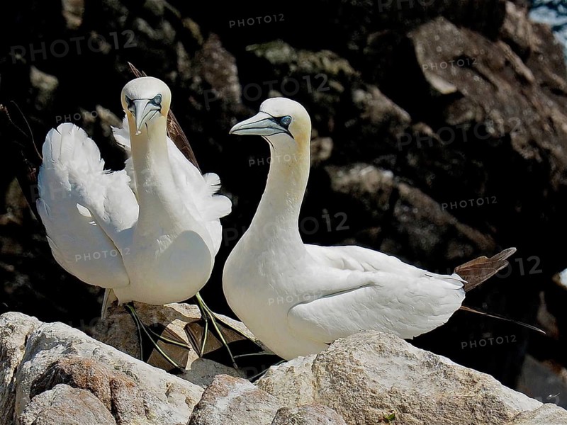 Northern gannet (Morus bassanus)