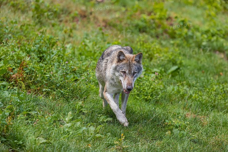 One adult eurasian gray wolf (Canis lupus lupus) walking through the green undergrowth at a forest edge