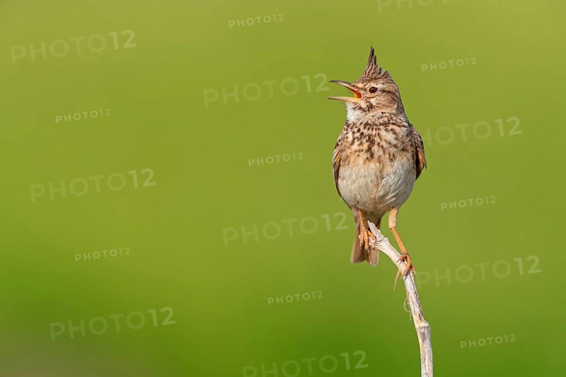 Crested Lark, (Galerida cristata), on perch, Greece, Lesbos Island, Lesbos, Greece