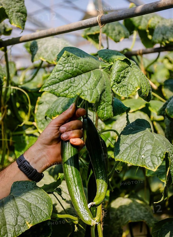 Wittichenau, Upper Lusatia, Saxony, Germany - Cucumber harvest at the Domanja farm and vegetable farm, an employee harvests the ripe cucumbers in the greenhouse