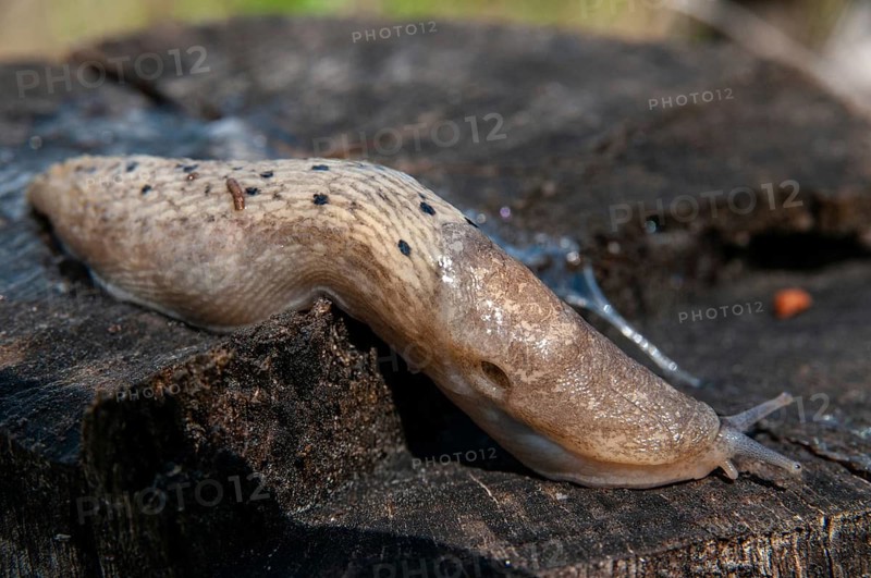 2009, black keel-back slug, Brandenburg, color anomaly, Germany, limax cinereoniger, national natural heritage, natural paradise Grünhaus, snowgel, black snowgel, abnormal, post-mining landscape, gastropoda, greenhouse, mollusca, snails, snails, snails, molluscs