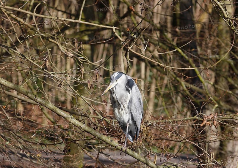 Grey heron (Ardea cinerea) standing on one leg on a branch, North Rhine-Westphalia, Germany