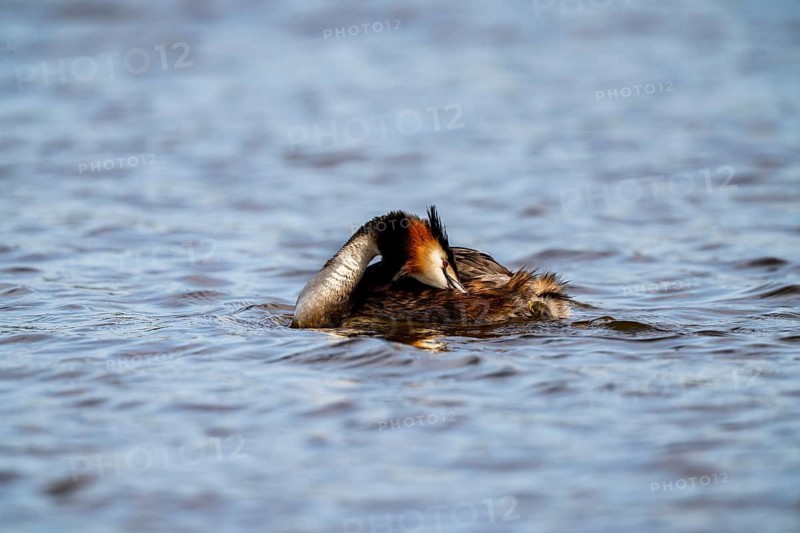 Great crested grebe (Podiceps scalloped ribbonfish), during plumage care, Vulkaneifel, Rhineland-Palatinate, Germany