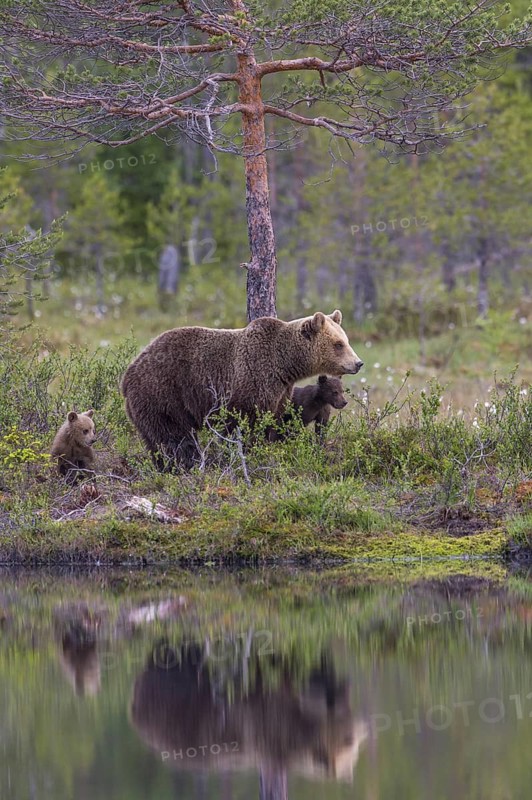 Eurasian Brown Bear (Ursus arctos) mother with cubs, Finland
