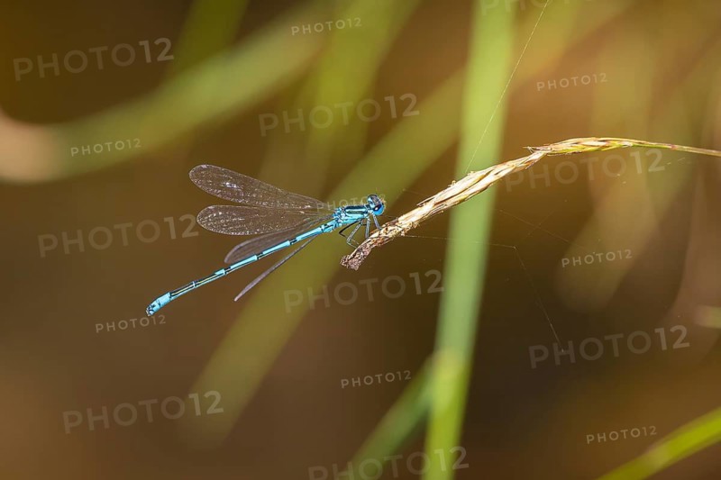 A blue dragonfly (Coenagrion) sitting on a blade of grass in a natural environment, Ternitz, Lower Austria, Austria