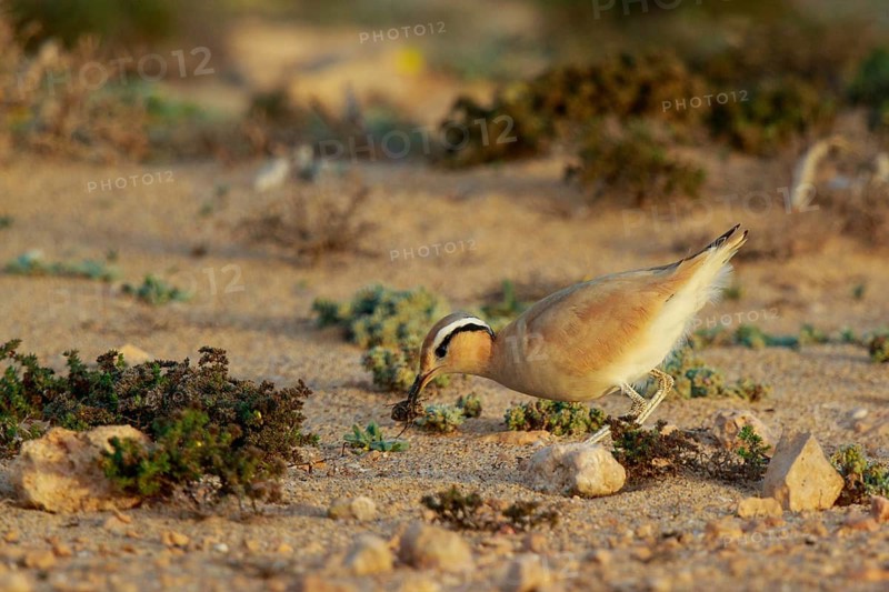 Cream-colored Courser (Cursorius cursor) with captured bug in its beak, Fuerteventura, Spain
