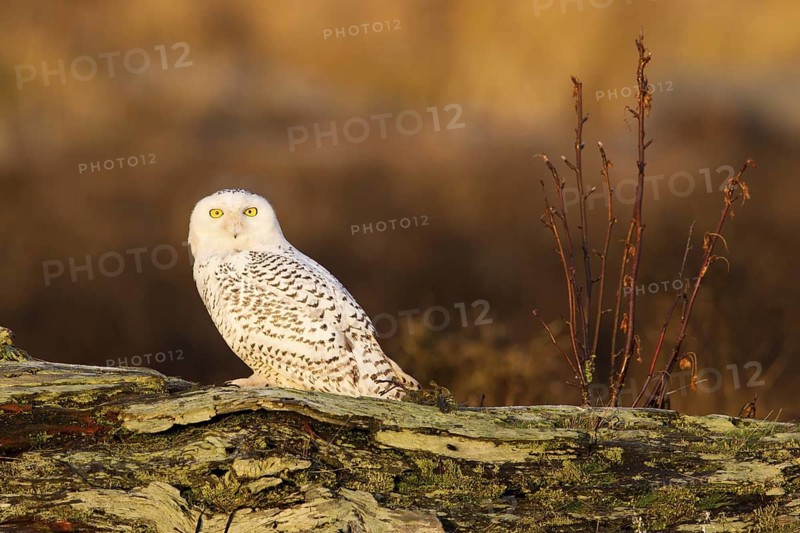Snowy Owl (Bubo scandiacus) female, British Columbia, Canada