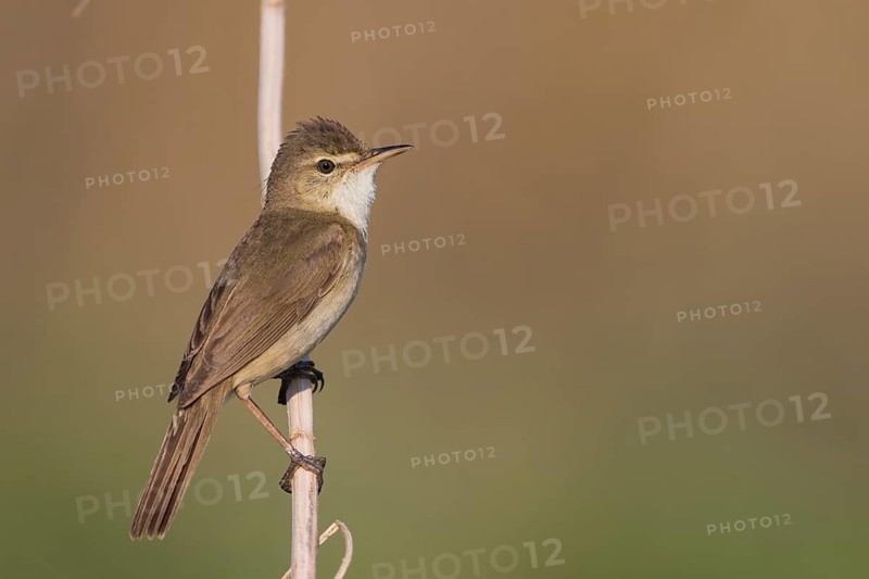 Blyths Reed Warbler - Buschrohrsänger - Acrocephalus dumetorum, Russia (Ural)