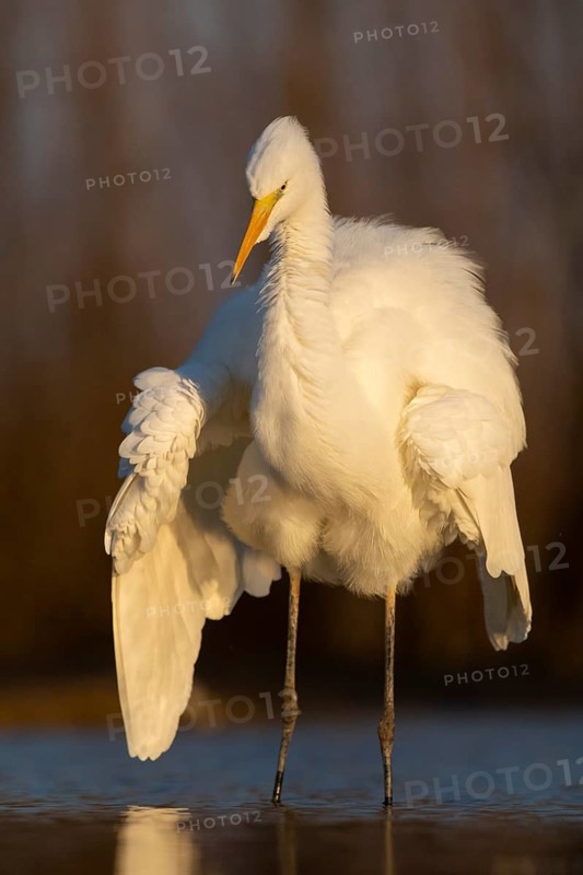 Great Egret (Ardea alba) hunting, Pusztaszer, Hungary