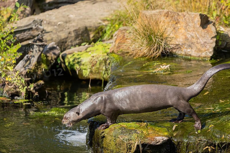 One giant otter or giant river otter (Pteronura brasiliensis) jumping down into the river from a mossy rock above a little cascade
