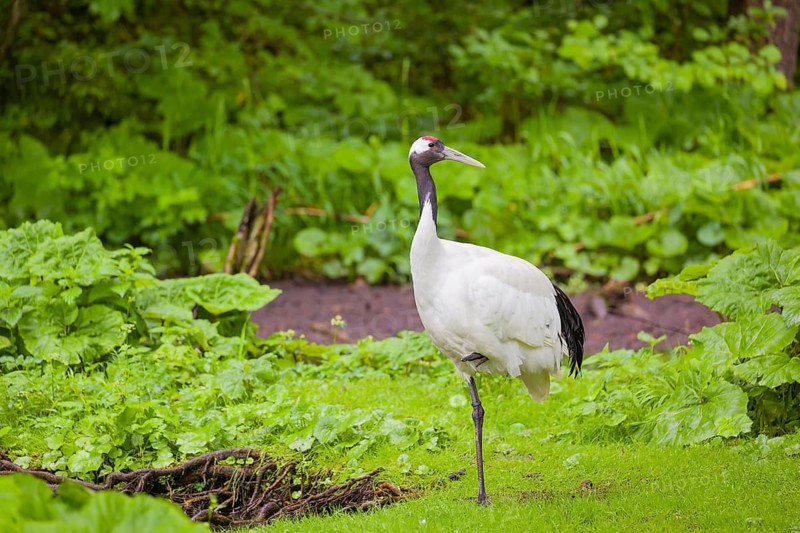 A red-crowned crane (Grus japonensis) standing in a wetland forest in fresh green undergrowth