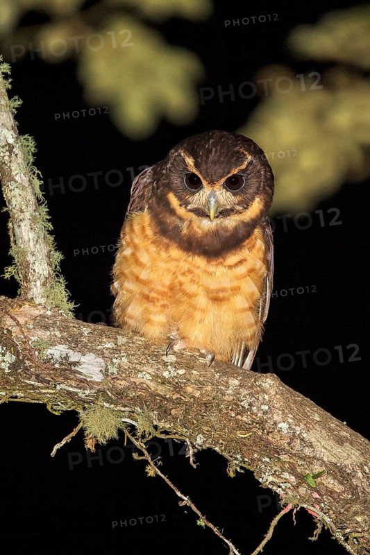 Tawny-browed Owl (Pulsatrix koeniswaldiana) perched on a branch in the Atlantic rainforest of southeast Brazil