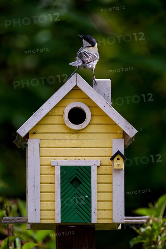 Great tit (Parus major) sitting on yellow bird house, bird house, nesting box, Swedish house, Stuttgart, Baden-Württemberg, Germany