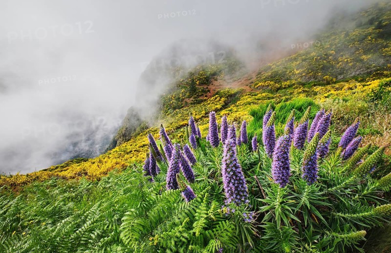 Madeira landscape with Pride of Madeira flowers and blooming Cytisus shrubs and mountains in clouds. Miradouros do Paredao, Madeira island, Portugal
