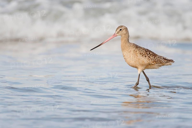Marbled Godwit (Limosa fedoa) foraging at shoreline, California, USA