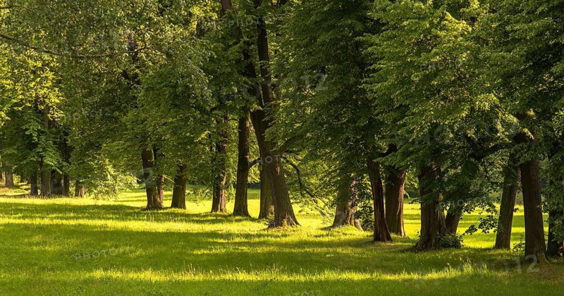 Elsteral, Germany, Greiz, Greizer Park, Lindenallee, Thuringia, Thuringia, cultivated landscape, landscape, landscape, Vogtland