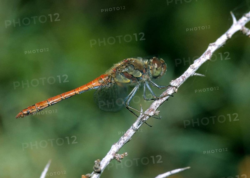 Common darter, large heather, sympetrum striolatum, anisoptera, damselflies, dragonflies, insects, lions, dragonflies, male, odonata