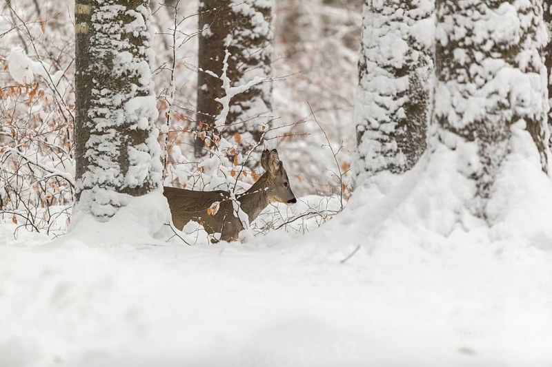 One young male Roe Deer, Roe buck (Capreolus capreolus), walking through a forest in deep snow. Trees in the background
