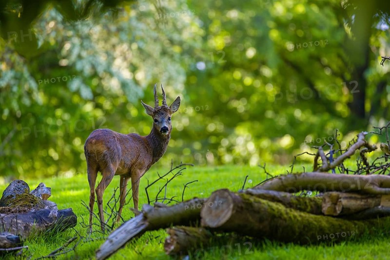 One male Roe Deer, Roe buck (Capreolus capreolus), stands on a meadow behind a cut tree