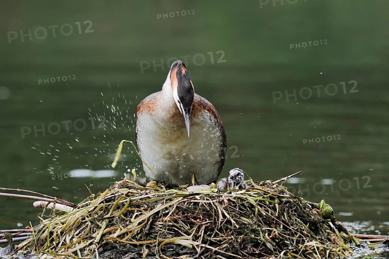Great Crested Grebe (Podiceps scalloped ribbonfish) with chicks on the nest, North Rhine-Westphalia, Germany