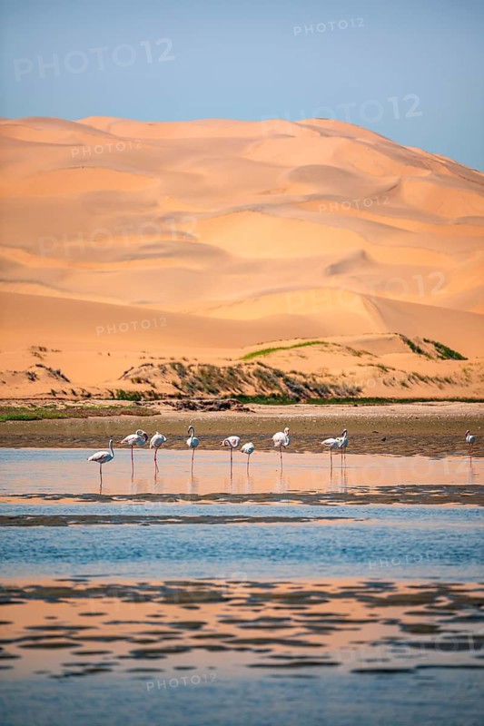 Sand dunes and lagoon with pink flamingos (Phoenicopterus roseus), Sandwich Harbour, Impressive desert landscape, Namib Naukluft Park, Namib Desert, Namibia
