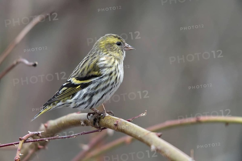Carduelis spinus, siskin, spinus spinus, siskin, birds, female, passeri, songbirds, songbirds, birds, female