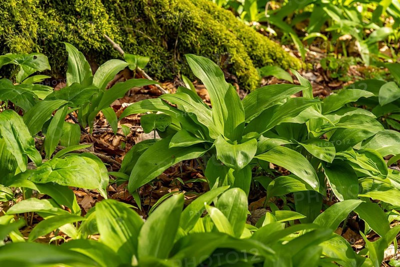 Close-up of fresh wild garlic (Allium ursinum) with green leaves on the forest floor in spring, Saubrink-Oberberg Nature Reserve, Ith, Coppenbrügge, Weserbergland, Lower Saxony, Germany