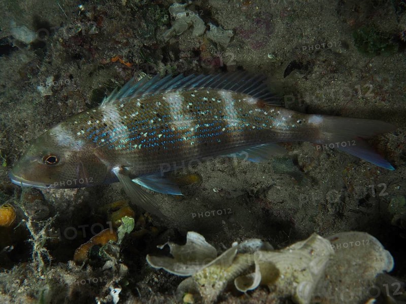 A blue-spotted fish, the European seabream (Dentex dentex), rests near the sandy seabed at night, dive site: Hausriff, Stoja, Pula, Croatia, Mediterranean Sea