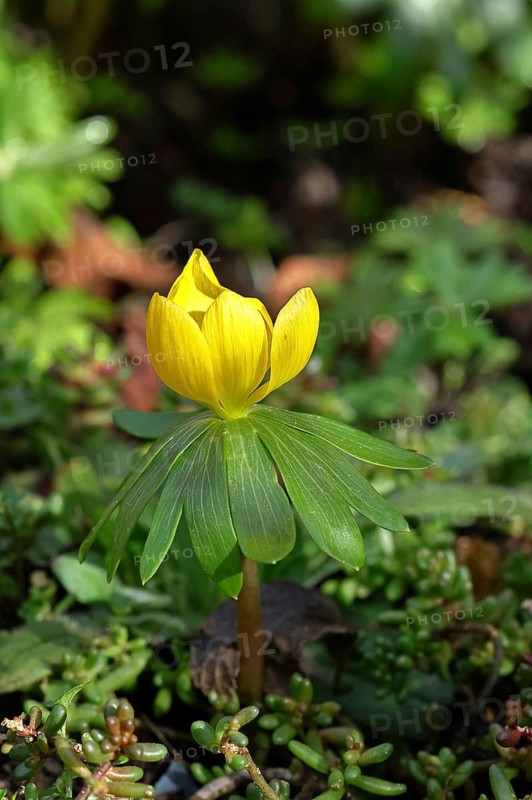 Winter aconites (Eranthis hyemalis), open flower, Wilnsdorf, North Rhine-Westphalia, Germany