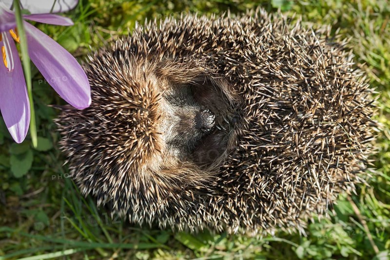 Erinaceus europaeus, hedgehog, insectivora, insectivora, insectivora, adolescent, juvenile, mammals, prickly, mammals, defensive